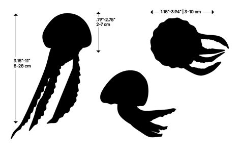 Mauve Stinger (Pelagia noctiluca) Dimensions & Drawings | Dimensions.com