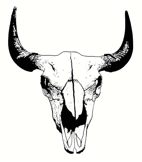 Buffalo Skull: digital sketch | Skull sketch, Skulls drawing, Skull art