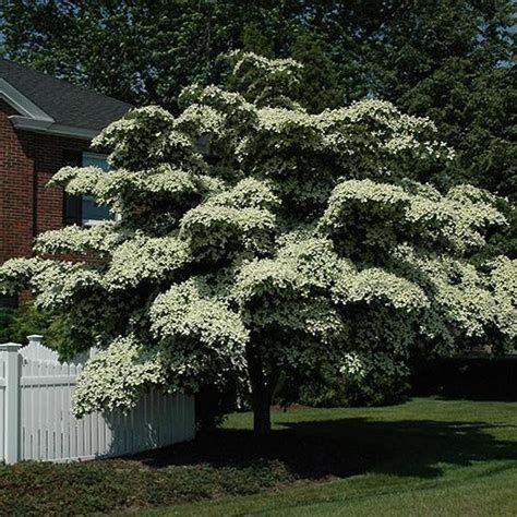 White Kousa Dogwood Tree | Stunning White Blooms - PlantingTree