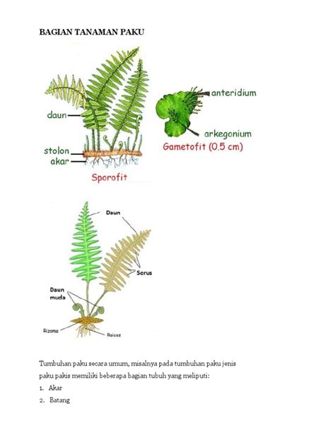 Bagian Tanaman Paku | PDF