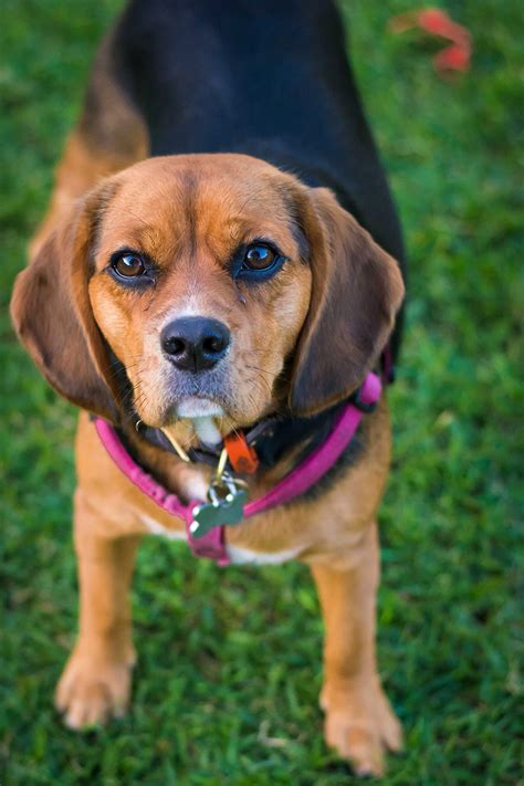 Beaglier Dog Breed Information | Temperament & Health