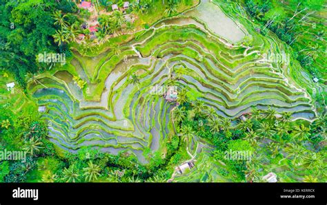 Ubud rice terraces. Bali, Indonesia Stock Photo - Alamy