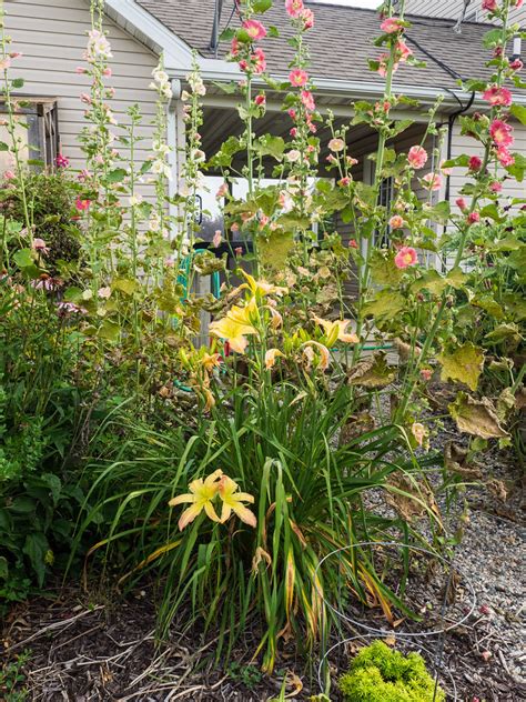 Hemerocallis 'Mormon Spider', 2015 | "Hemerocallis 'Mormon S… | Flickr