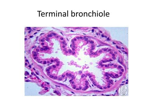 Bronchioles Histology