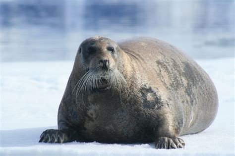 Bearded Seal | Facts, pictures & more about Bearded Seal