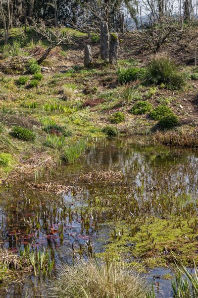 The Wonder of Wildside | Photography Blog - Alpine Garden Society