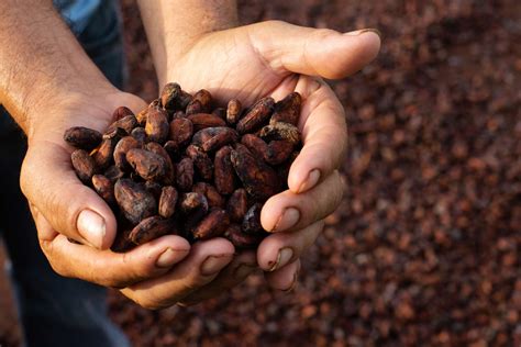 Environmentally Friendly Practices To Boost Cocoa Production In Ghana