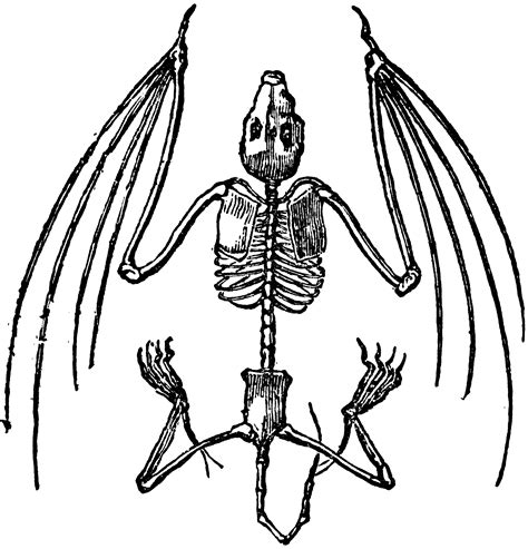 Bat Skeleton | ClipArt ETC