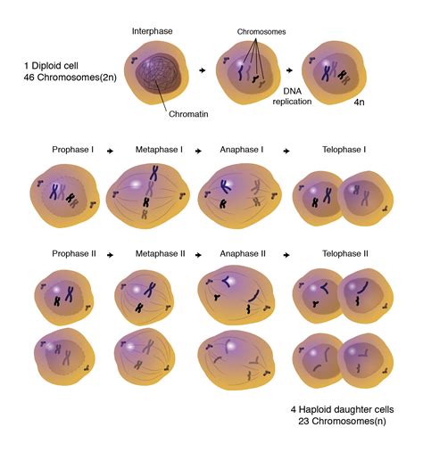 อัลบั้ม 92+ ภาพ การ แบ่ง เซลล์ แบบ meiosis ความละเอียด 2k, 4k – BuoiHoLo VTTN VN