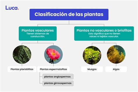 Conoce cómo se clasifican las plantas: guía completa y detallada