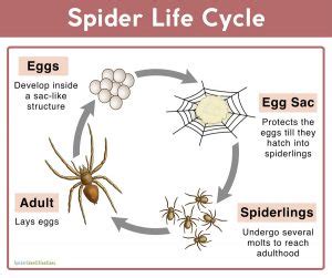 Spider Life Cycle: Facts, Stages, Mating, Reproduction, Pictures