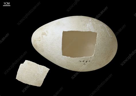 Emperor penguin egg - Stock Image - C021/7695 - Science Photo Library