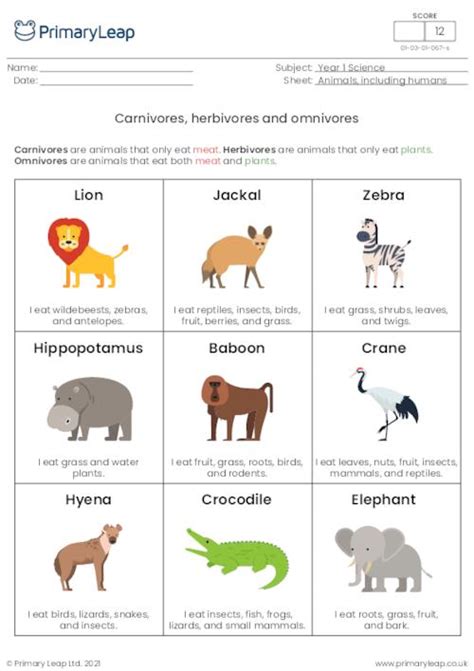 Herbivore Carnivore Omnivore