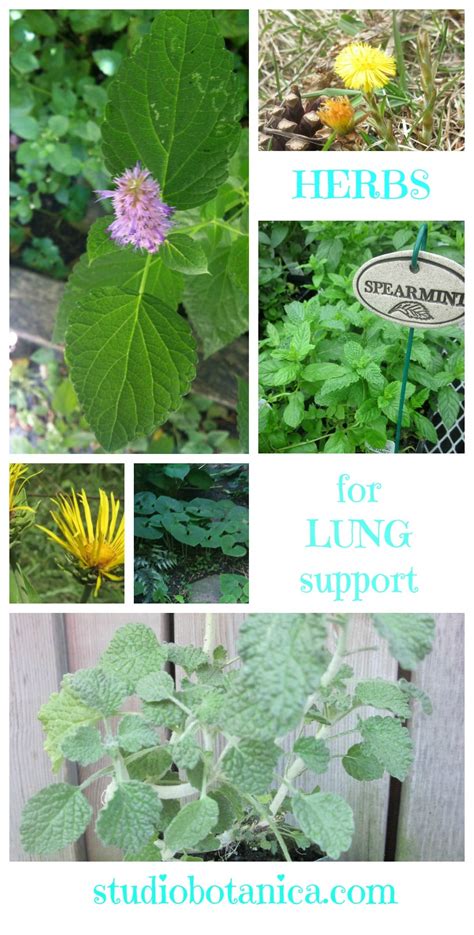 Lung supporting Herbs - Studio Botanica