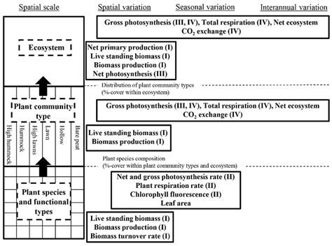 A schematic presentation of the studied carbon sink components at... | Download Scientific Diagram