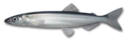 Capelin Newfoundland & Labrador Region Divisions 2+3 (Capelin Fishing ...