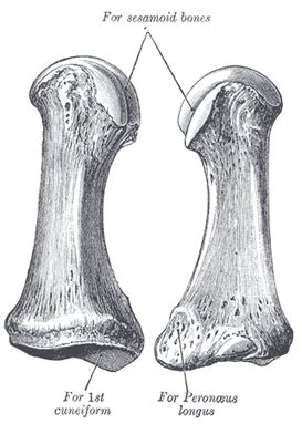 The Metatarsus - Human Anatomy