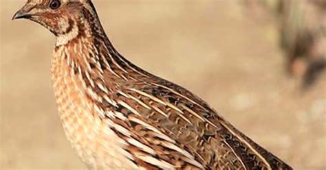 Quail Farming - ROYSFARM