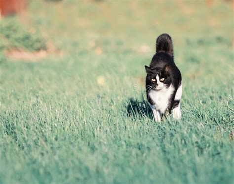 Fast running cat stock image. Image of blur, running - 63637231