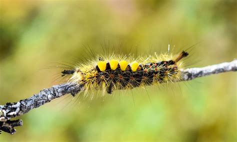 What Do Caterpillars Eat? - AZ Animals