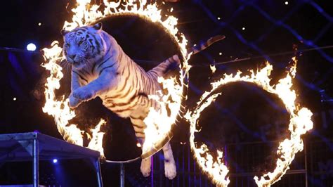 ¡Es oficial! París prohibirá los circos con animales en 2020 🎪🇫🇷 ...