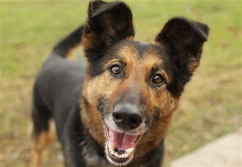 Best German Shepherd Mix Breeds (10 Dogs You'll Adore In 2019)