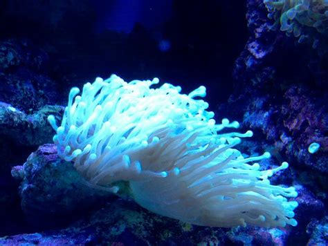 Torch Coral pictures | Saltwaterfish Forum