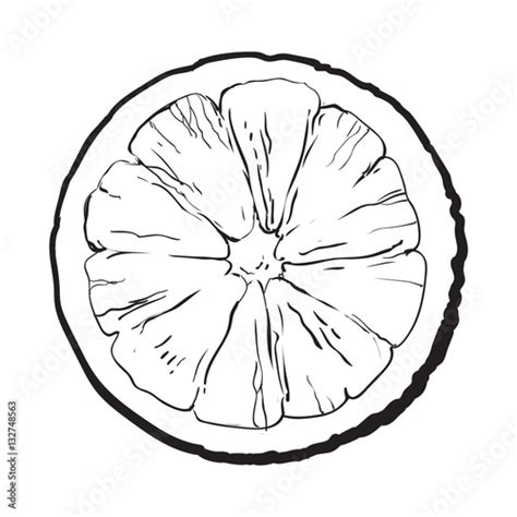 "Orange cut in half, top view, sketch style vector illustration isolated on white background ...