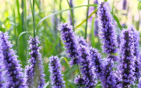 Martin's Wellness Connection Blog - Hyssop Plant - The Sacred Herb