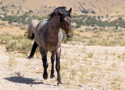 American Indian Horse | PetMD