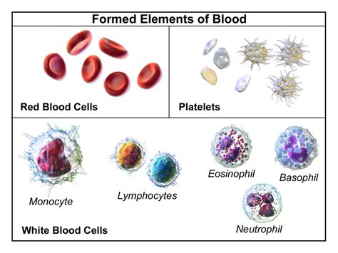 Blood Cells Diagram Labeled