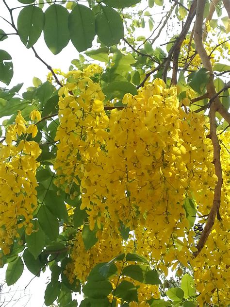 Travels in Laos and Isaan: When the Golden Shower Tree blooms ...