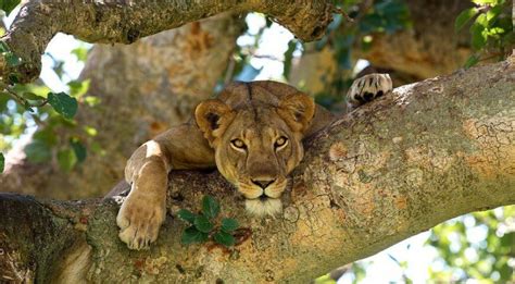 Uganda Tree Climbing Lions, Uganda safari, Tanzania safari tours