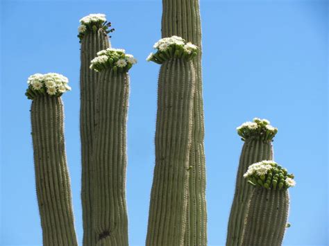 10 saguaro flower facts that will make you love the desert even more ...