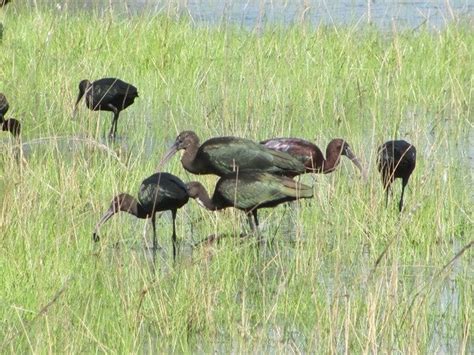 Glossy Ibis breeding around Broome - 10,000 Birds