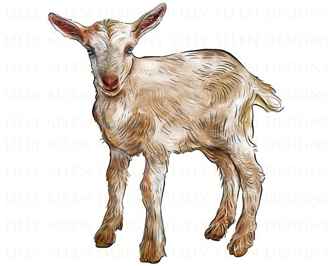 Saanen Baby Goat Png, Baby Goat Png Sublimation Design,saanen Goat Cub Png,hand Drawn Saanen ...