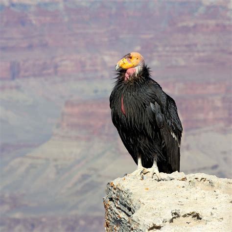 California condor | Wingspan, Habitat, Population, Endangered, & Facts | Britannica