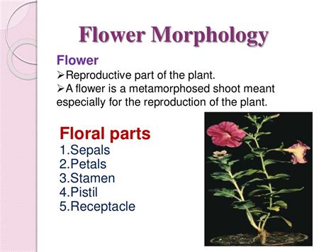 Physiology of flowering, photoperiodism