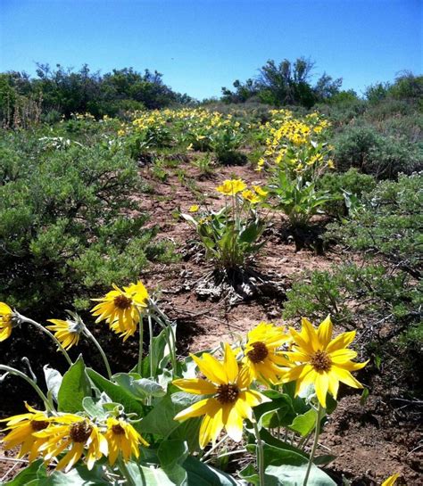 Wild Daisies Stretching to the Sky | Smithsonian Photo Contest | Smithsonian Magazine