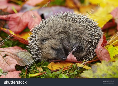 Sleeping Hedgehog Stock Photo 62296240 - Shutterstock