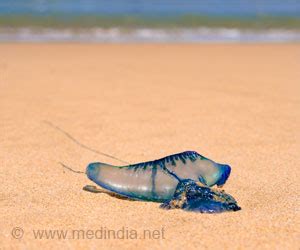 Simple Ways to Treat Deadly Blue Bottle Jellyfish Injury