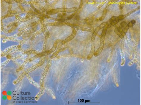 Macrocystis pyrifera