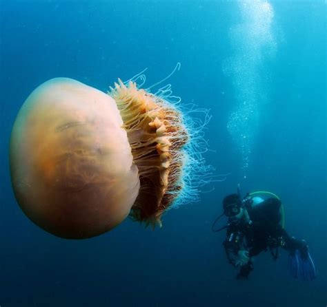 Lion's mane jellyfish | Giant jellyfish, Lion's mane jellyfish, Jellyfish