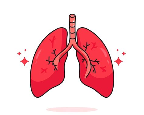 Lungs Vectors & Illustrations for Free Download