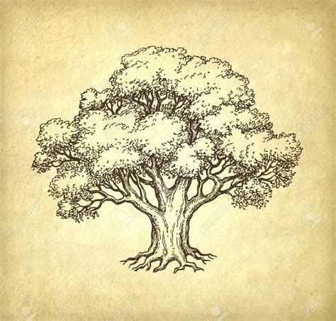 Ink sketch of oak tree. Hand drawn vector illustration on old paper background. Retro style. , # ...