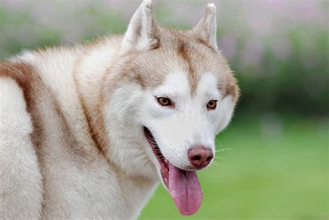 Brown huskies stock photo. Image of dogs, details, beauty - 19513330