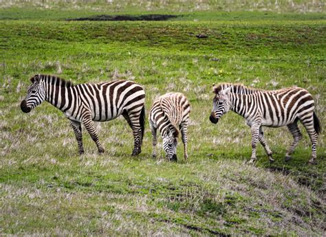 Hearst Castle Zebras - Highway 1 Road Trip