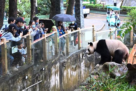 深圳野生动物园大熊猫撒欢卖萌吸引游客