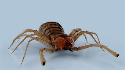 3D Model Monstrous Solifugae - TurboSquid 2081300