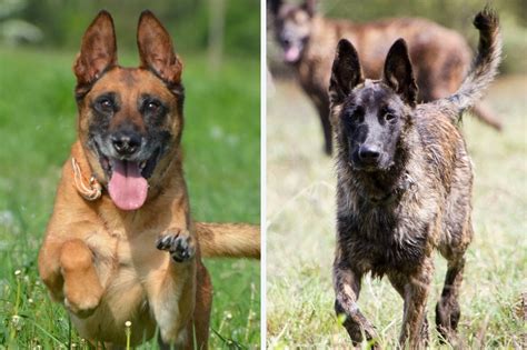 Malinois vs Dutch Shepherd: what are the differences? - DogsPlanet.com